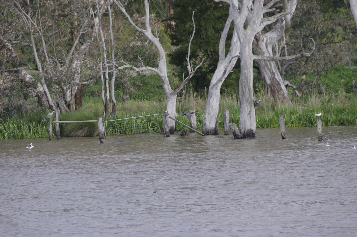 storskarv - ML643738810