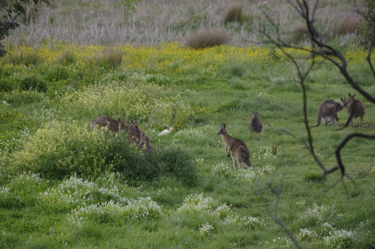 bøffelhegre - ML643738814