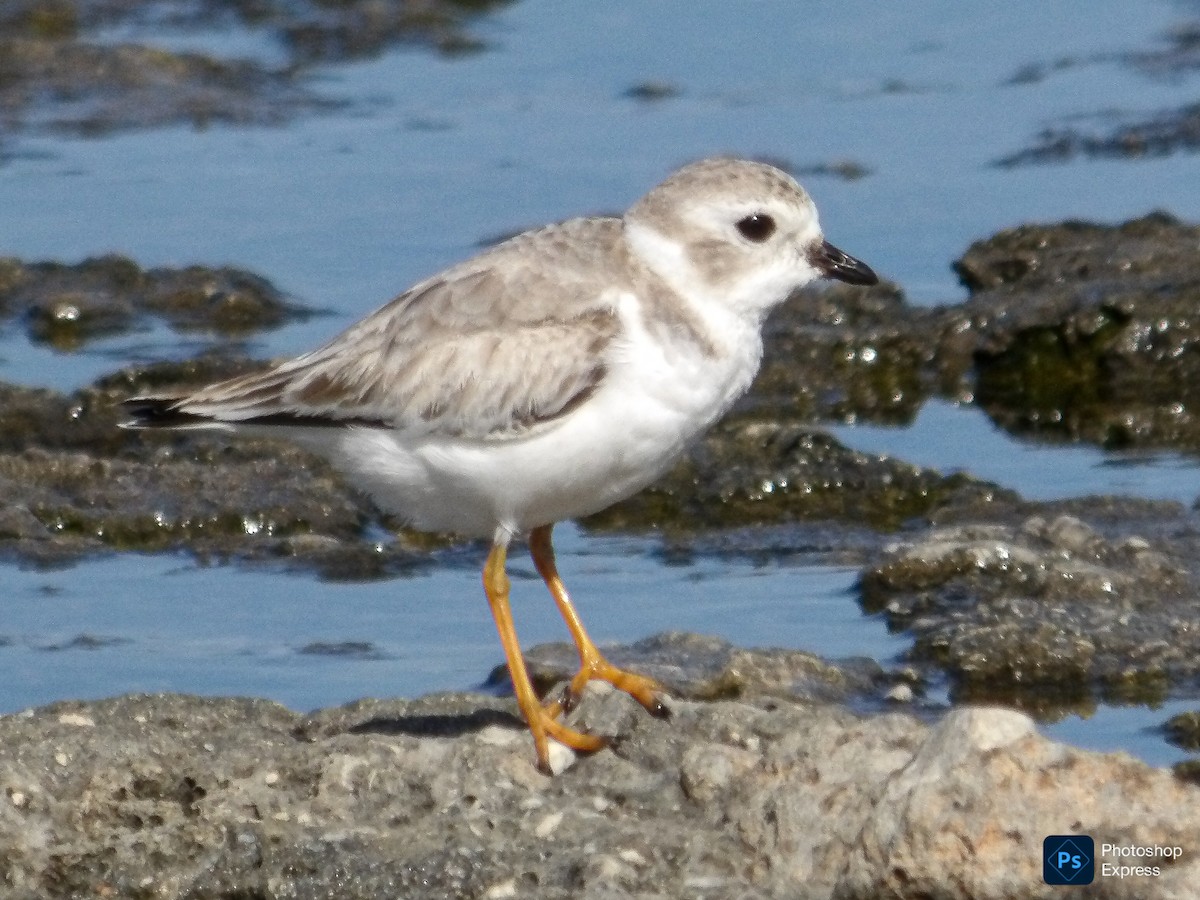 Piping Plover - ML643738818