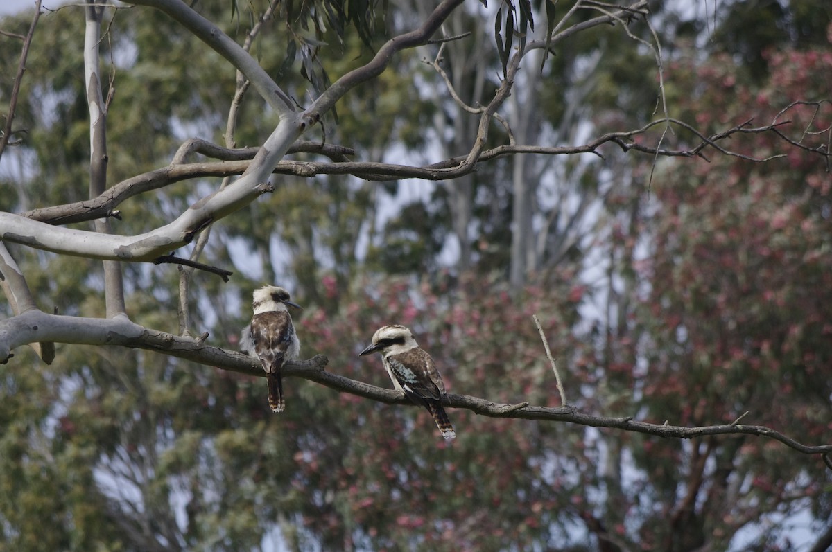 latterkokaburra - ML643738819