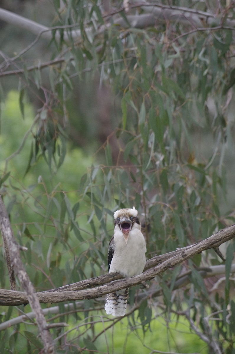 latterkokaburra - ML643738820