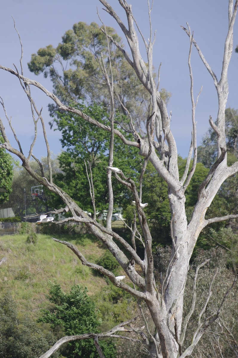 korellakakadu - ML643738826