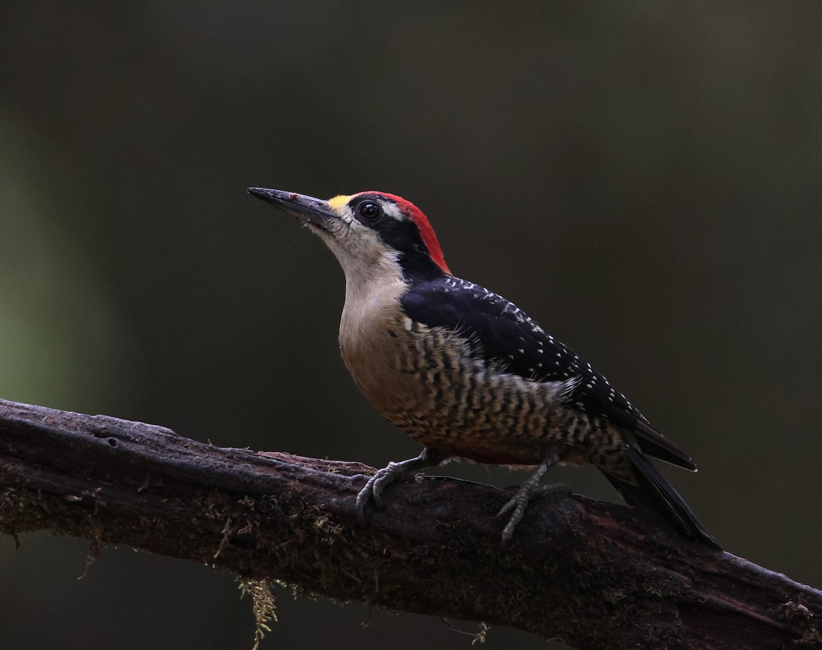 Black-cheeked Woodpecker - ML643738827