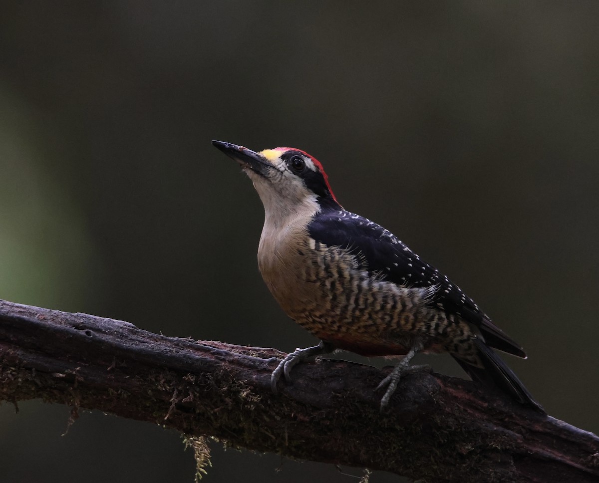 Black-cheeked Woodpecker - ML643738828