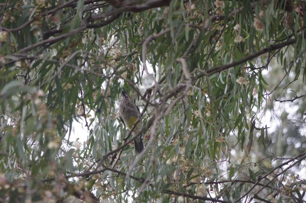 rødflikhonningeter - ML643738829