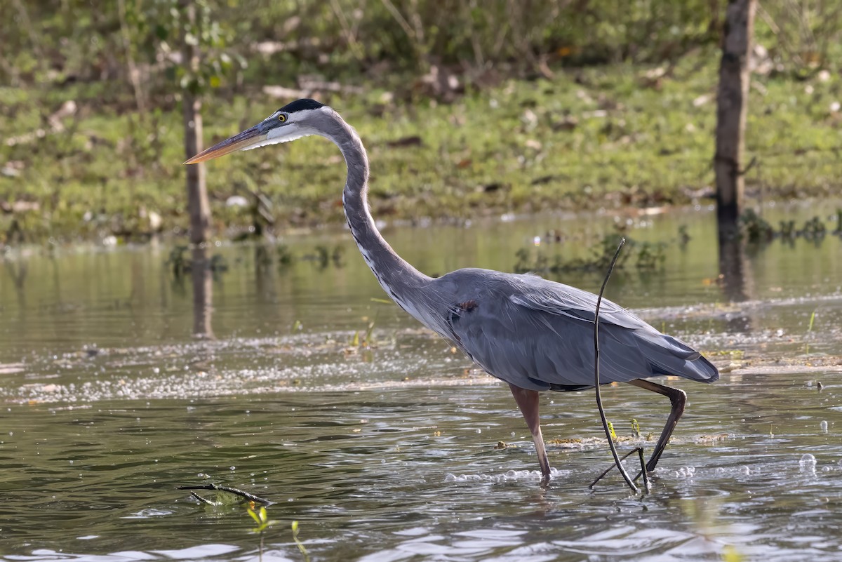 Great Blue Heron - ML643738830