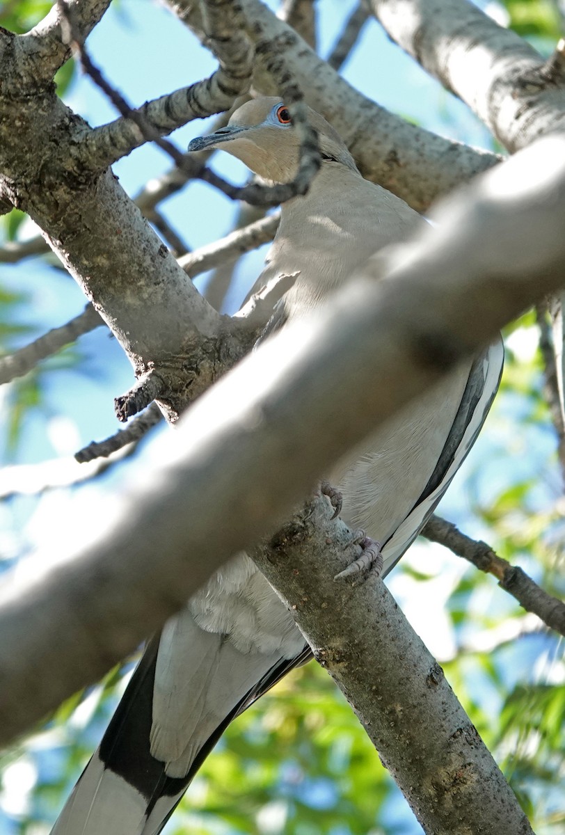 White-winged Dove - ML643738847