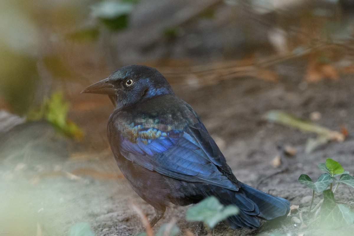 Common Grackle - ML643738849