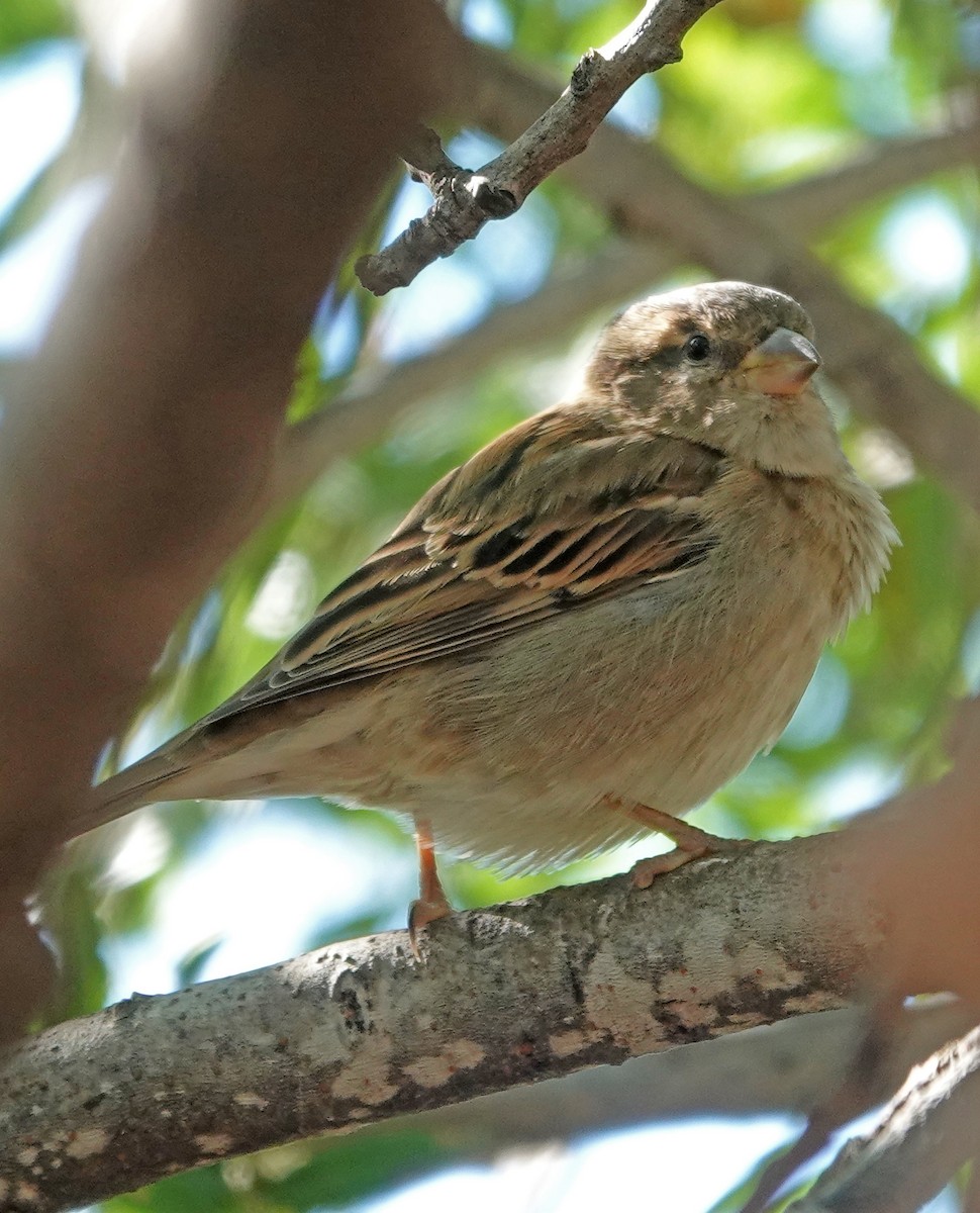 House Sparrow - ML643738852