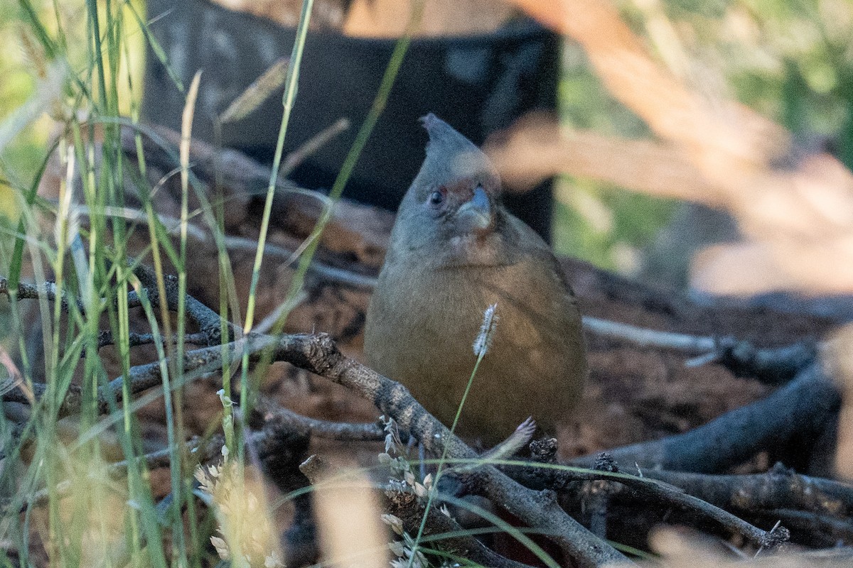 Pyrrhuloxia - ML643738854