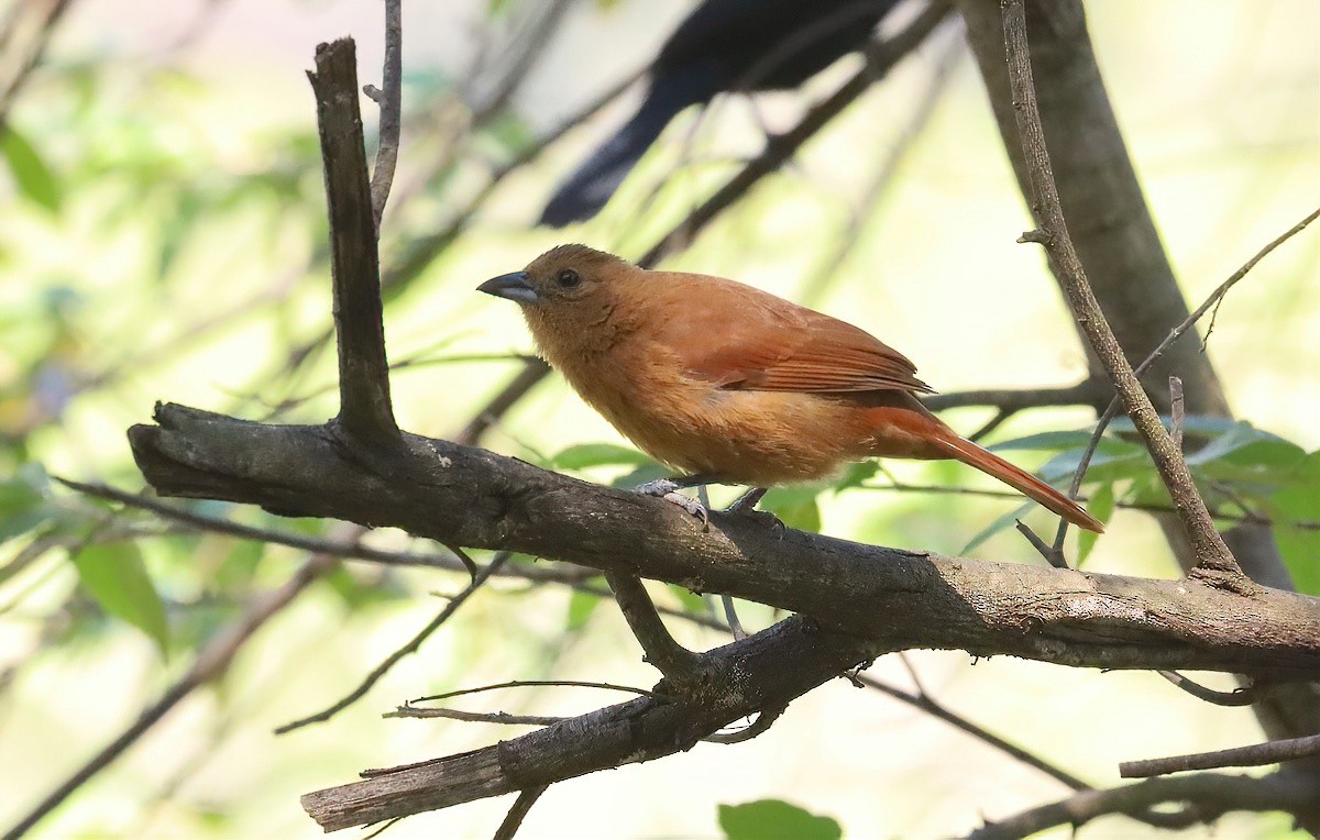 White-lined Tanager - ML643738871