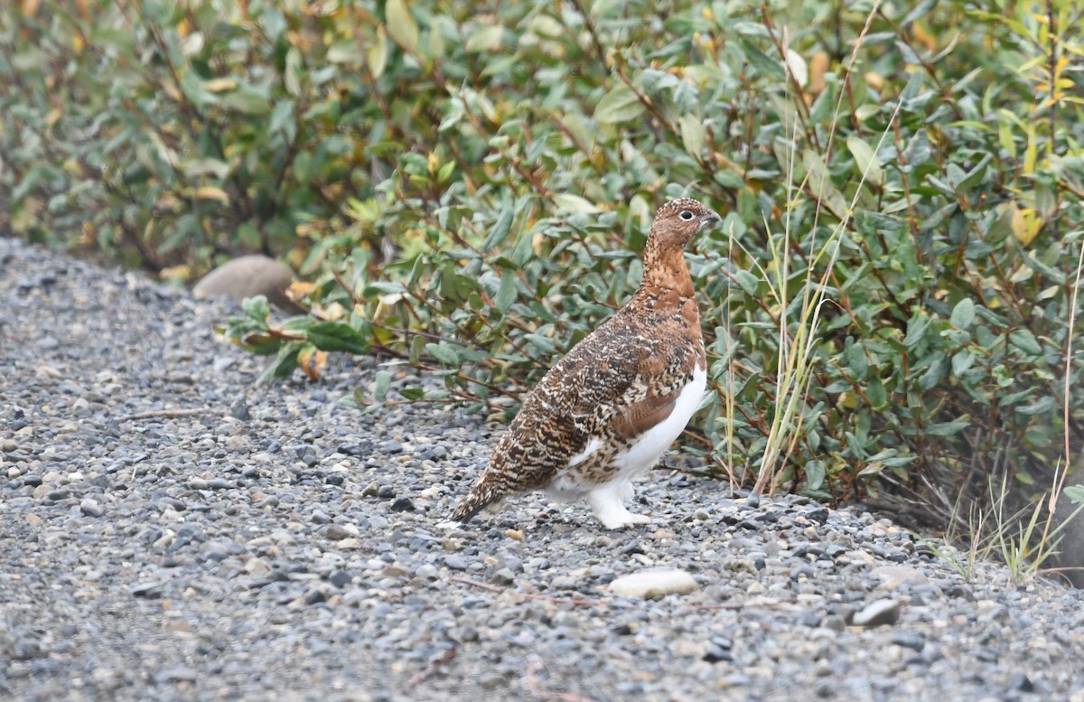 Willow Ptarmigan - ML643738872