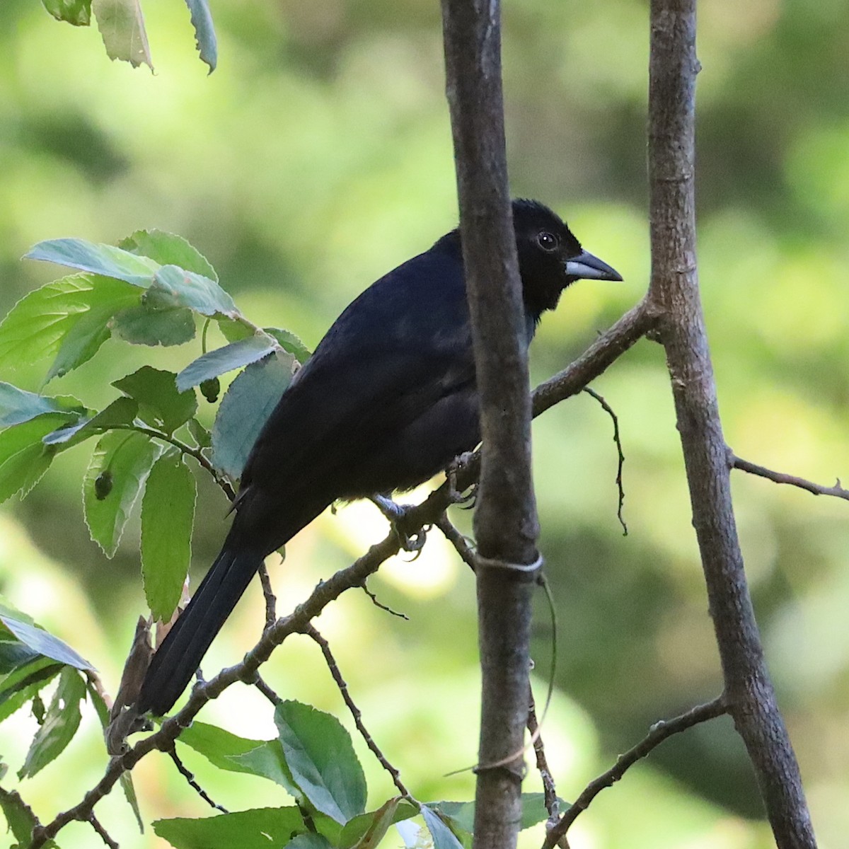 White-lined Tanager - ML643738884