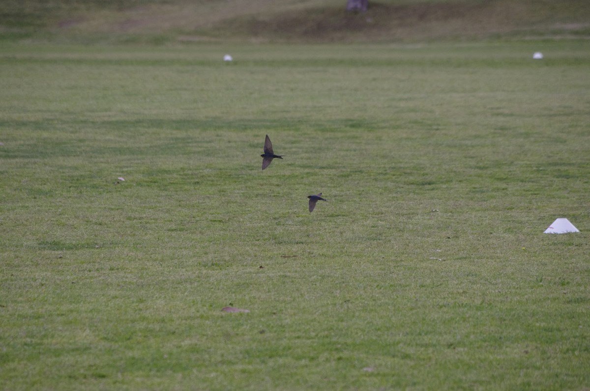 Welcome Swallow - ML643738887