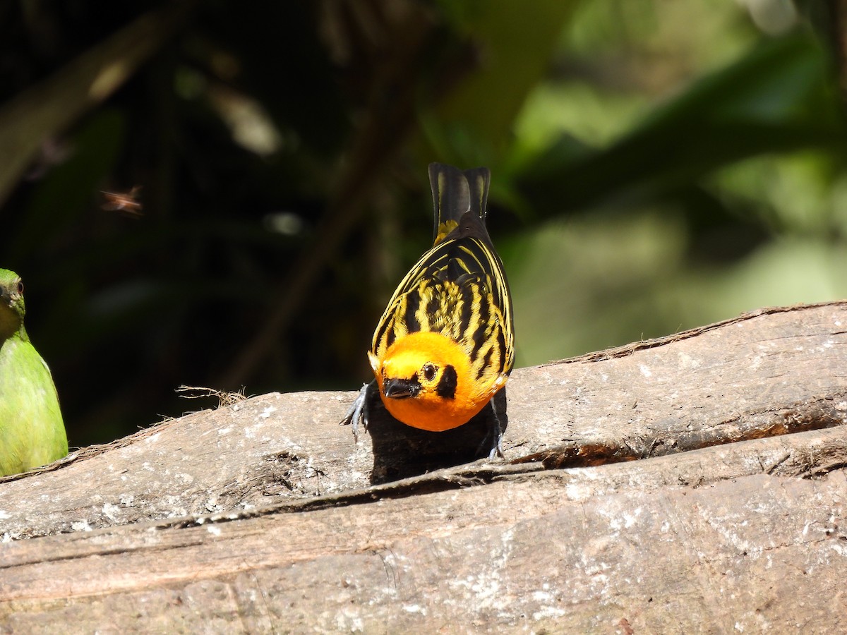 Golden Tanager - ML643738893
