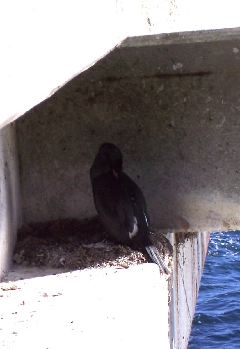 Pigeon Guillemot - ML643738895