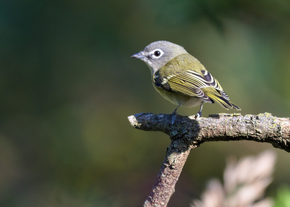 Blue-headed Vireo - ML643738898
