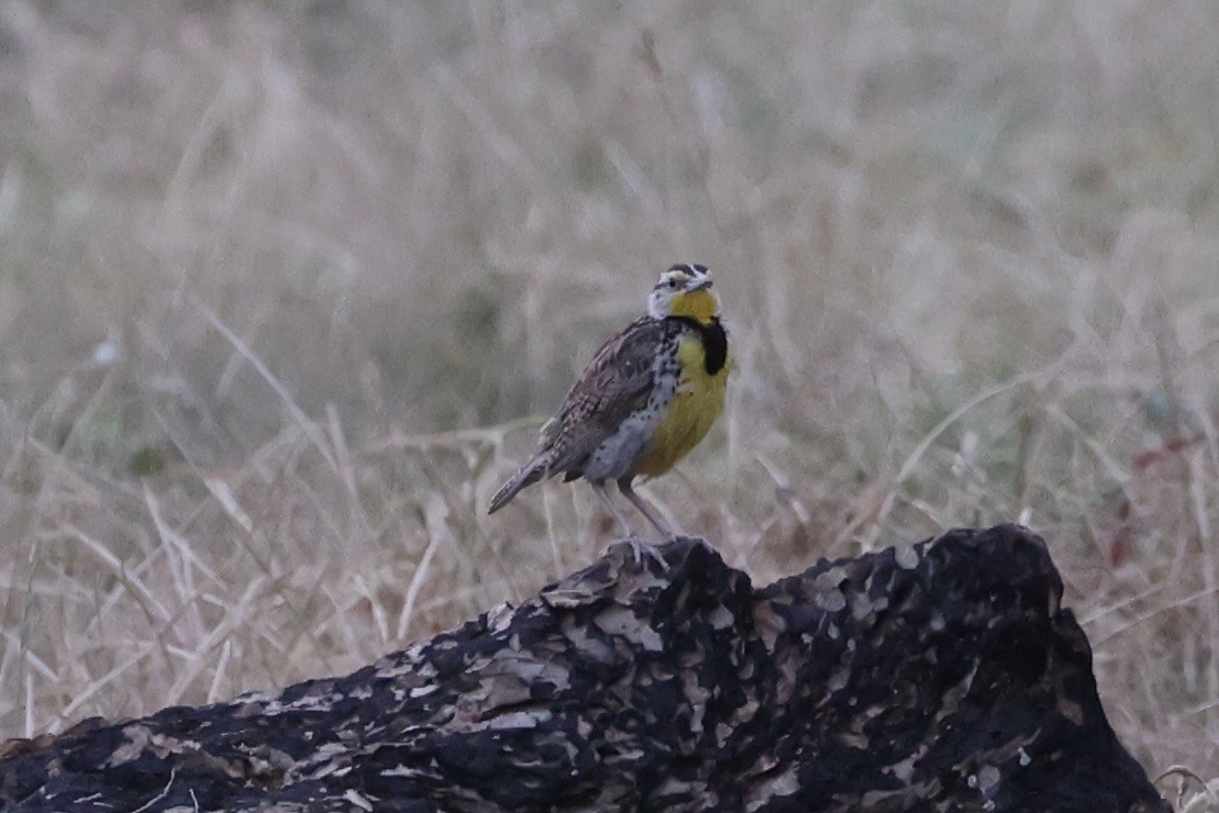 Western Meadowlark - ML643738901