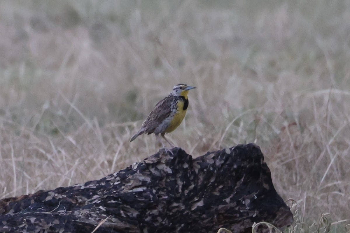 Western Meadowlark - ML643738902