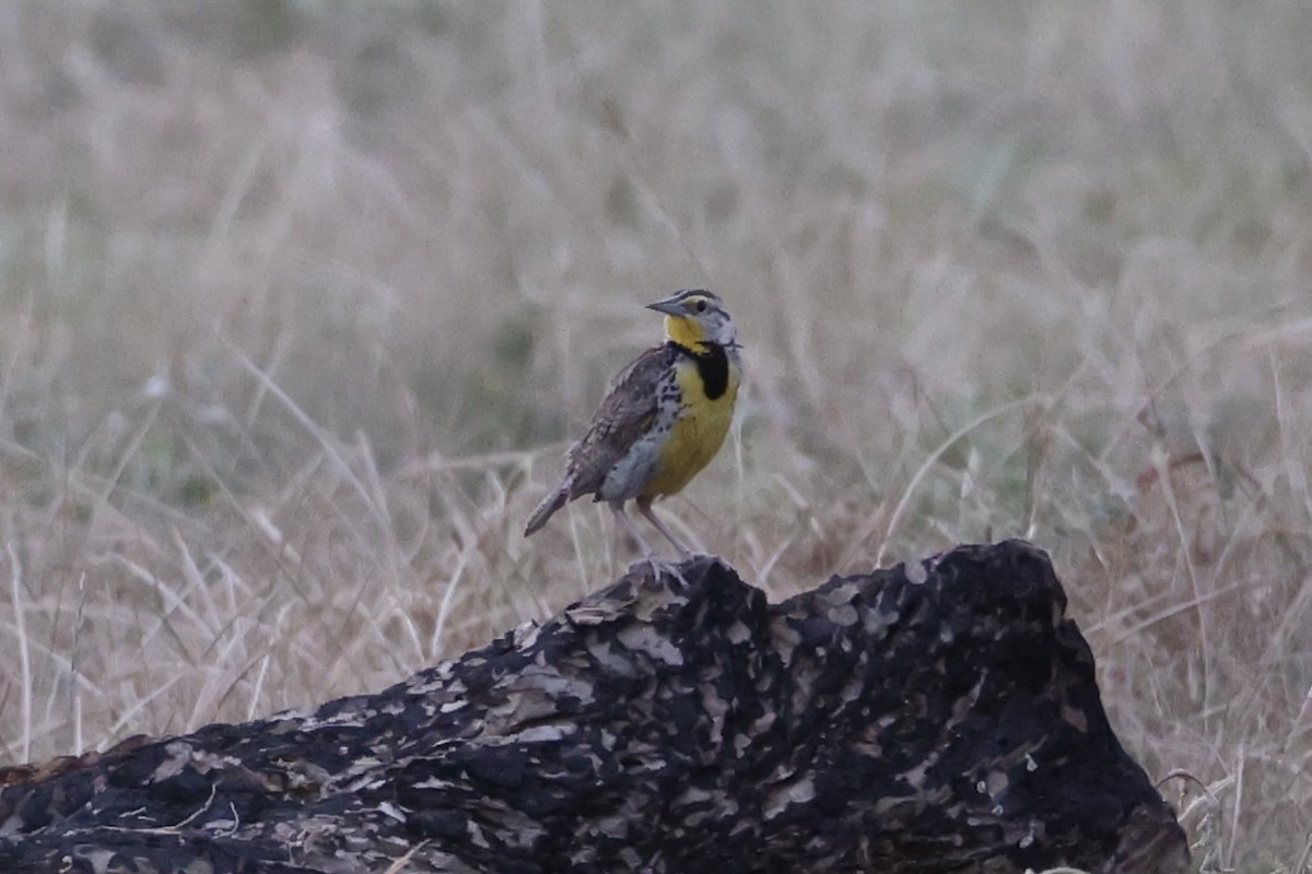 Western Meadowlark - ML643738903