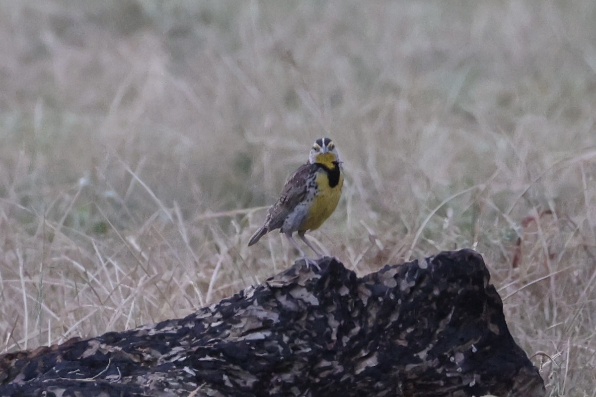 Western Meadowlark - ML643738904