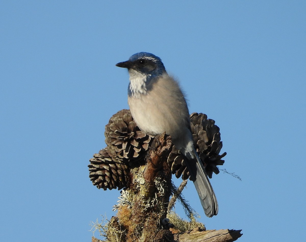 California Scrub-Jay - ML643738906