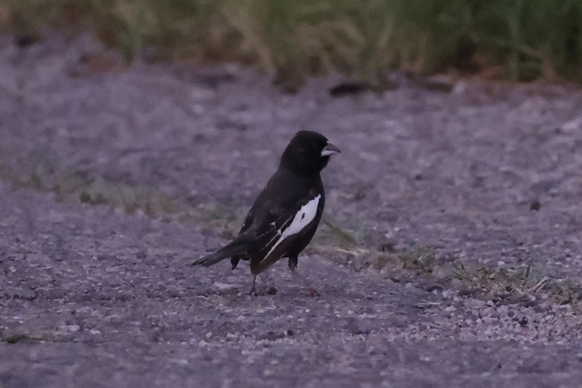 Lark Bunting - ML643738915