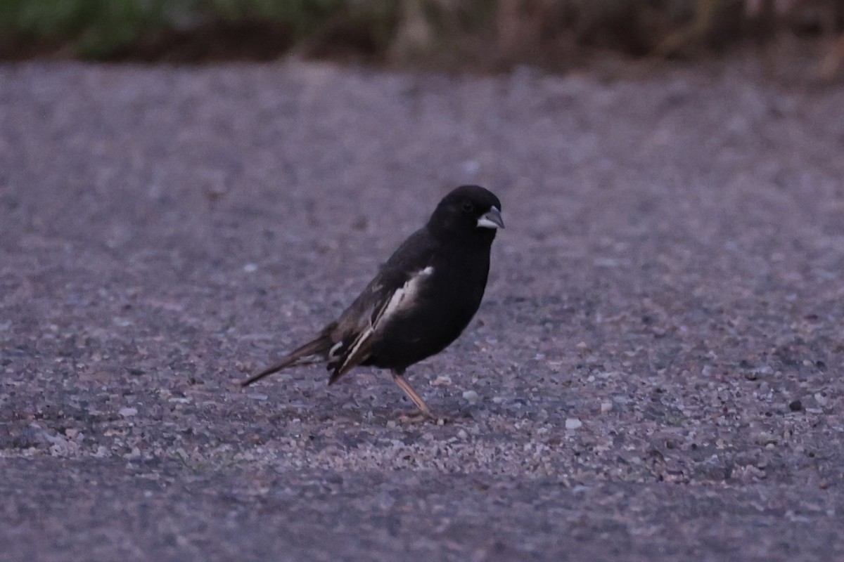 Lark Bunting - ML643738916