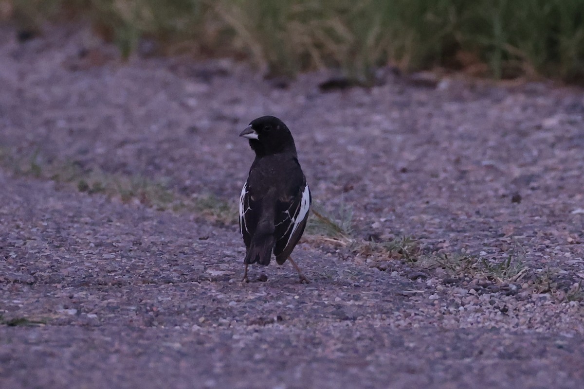 Lark Bunting - ML643738917