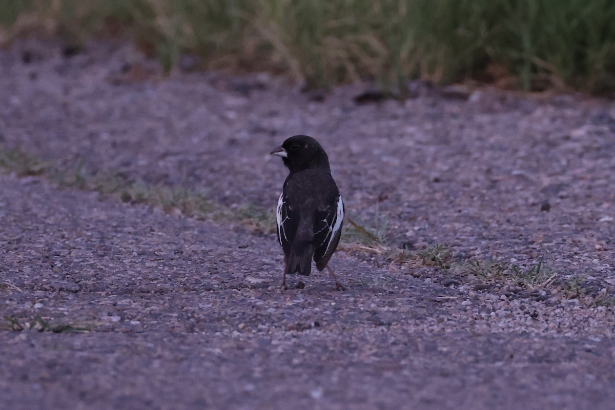 Lark Bunting - ML643738918