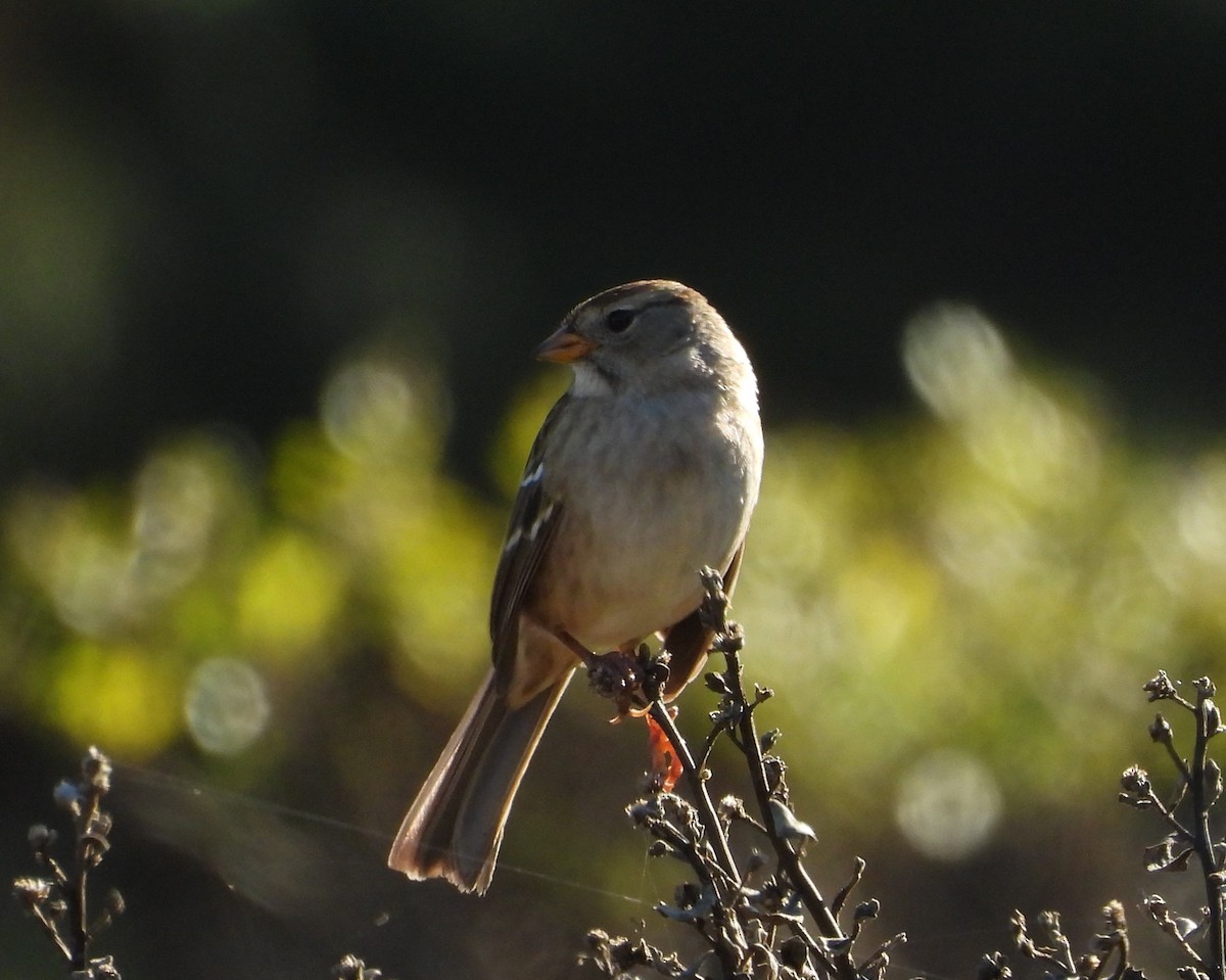 White-crowned Sparrow - ML643738919