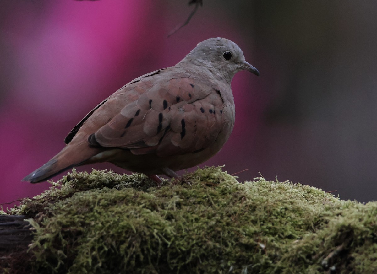 Ruddy Ground Dove - ML643738920