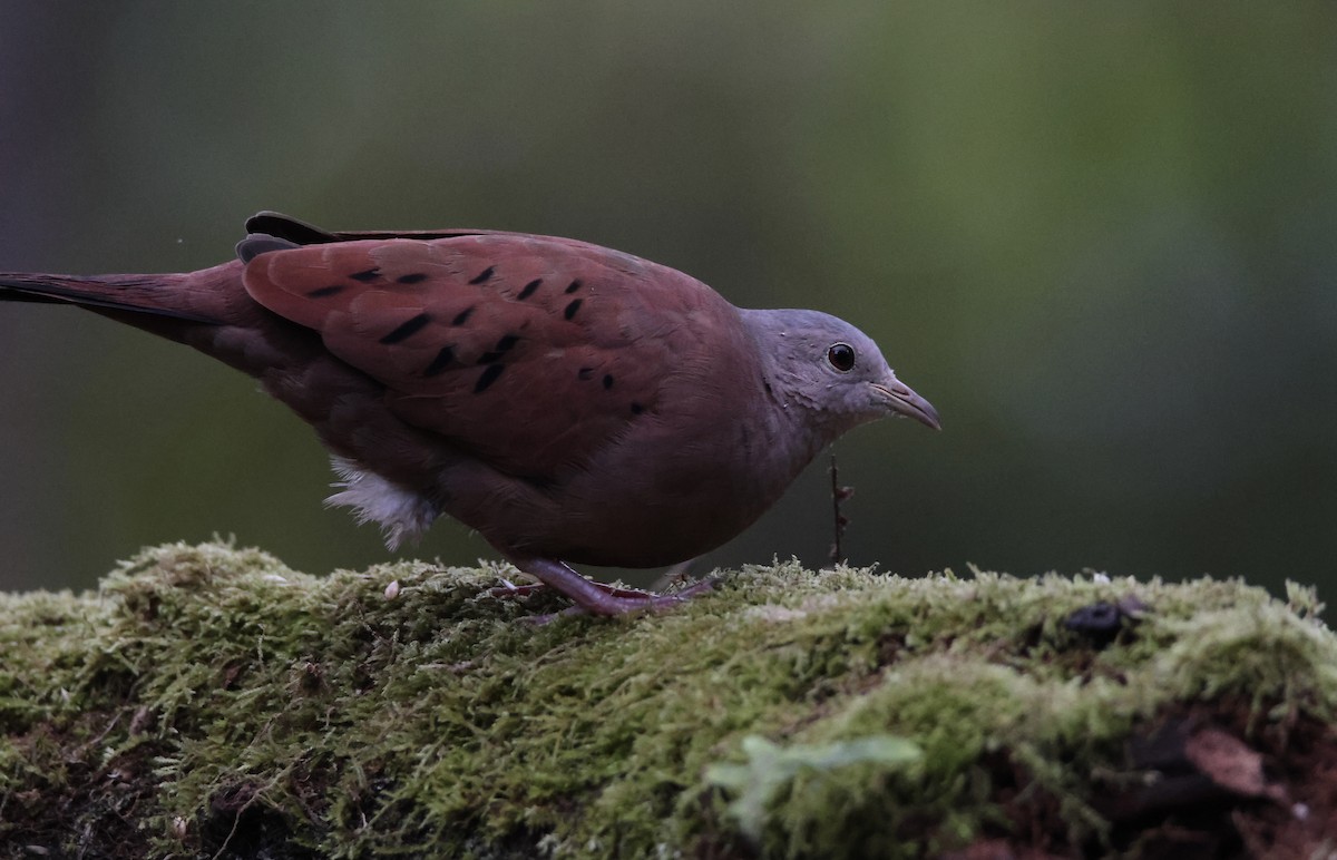 Ruddy Ground Dove - ML643738921