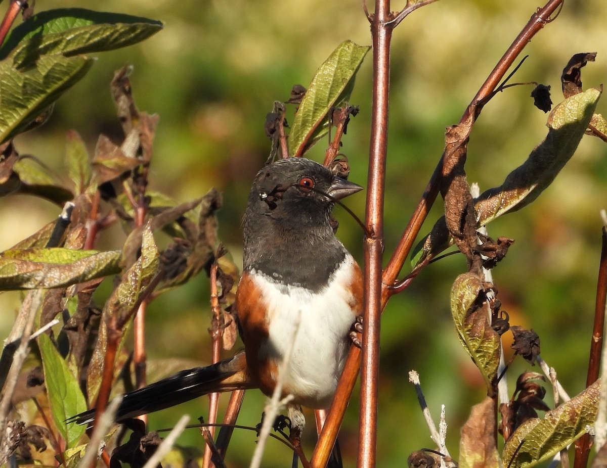 Spotted Towhee - ML643738922