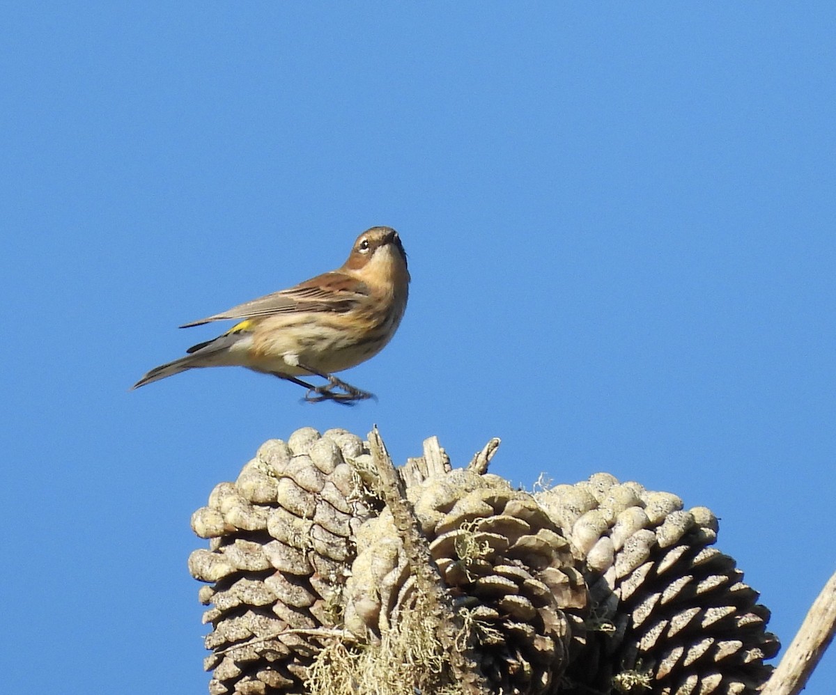 Yellow-rumped Warbler - ML643738926