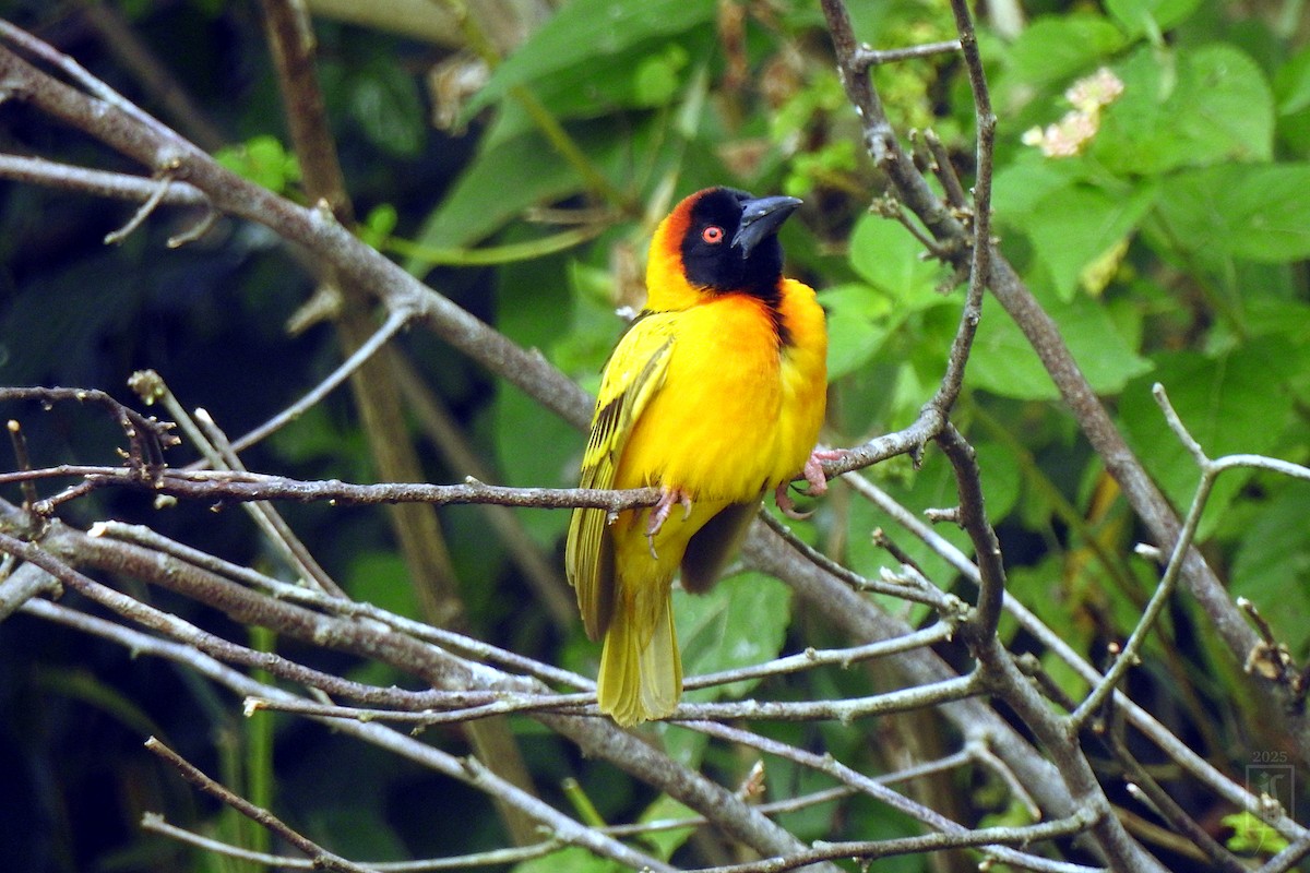 Village Weaver - ML643738940