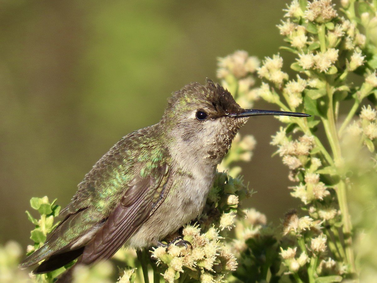 rødmaskekolibri - ML643738943