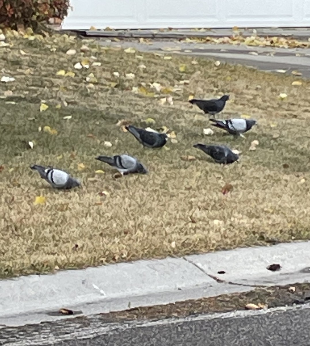 Piccione domestico - ML643738946