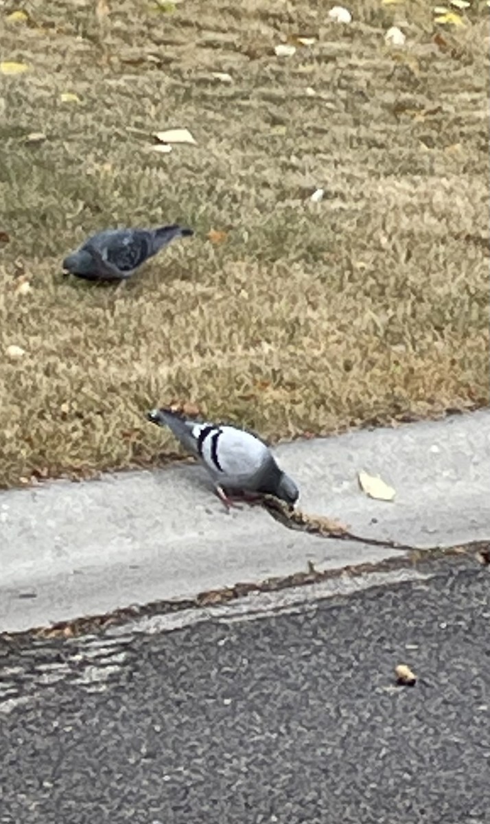 Piccione domestico - ML643738950