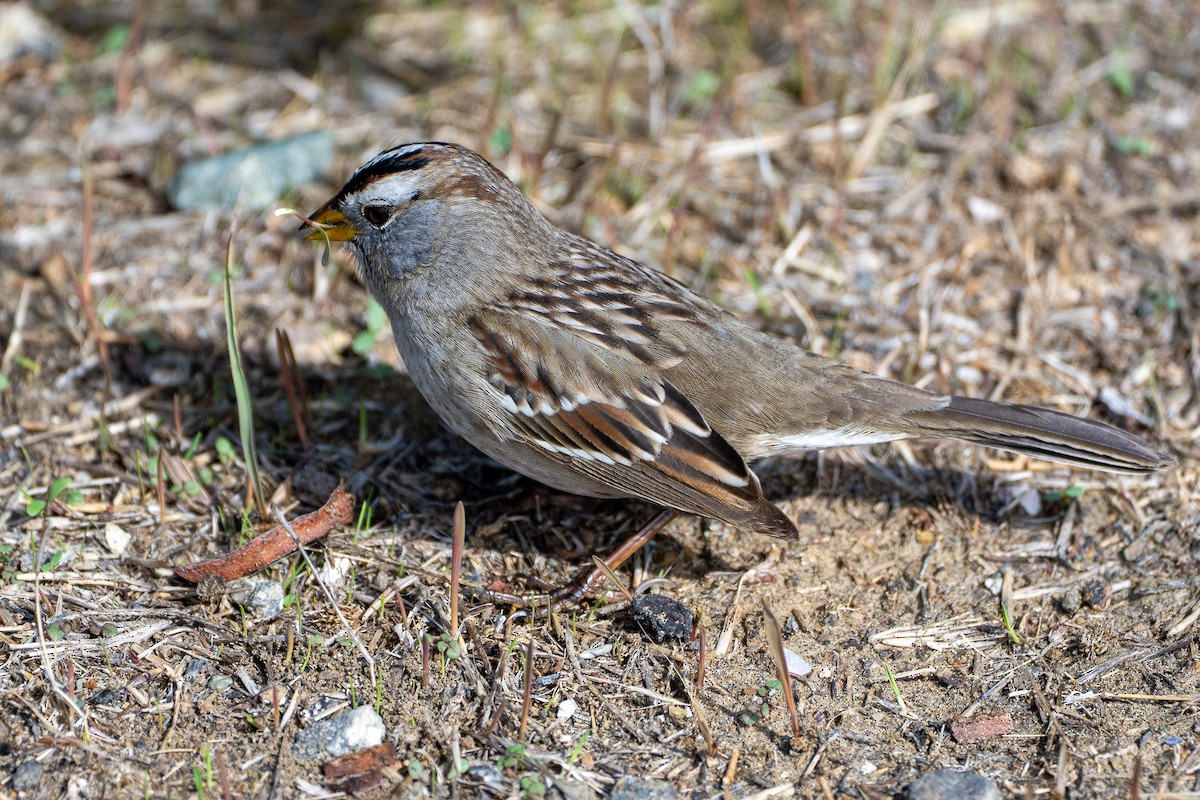 White-crowned Sparrow - ML643738958