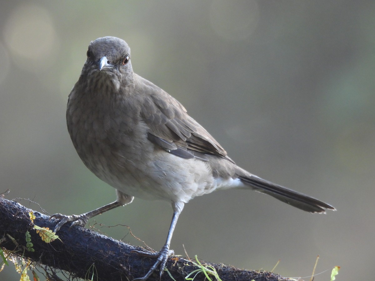Black-billed Thrush - ML643738959