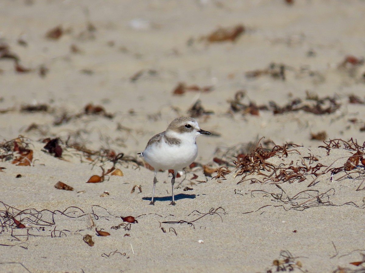 Snowy Plover - ML643738964