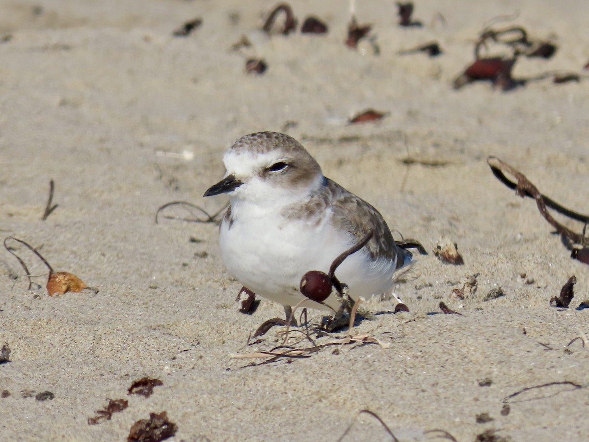 Snowy Plover - ML643738965