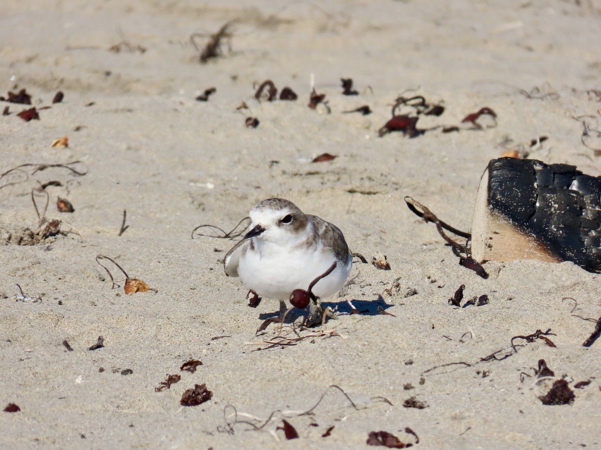 Snowy Plover - ML643738966