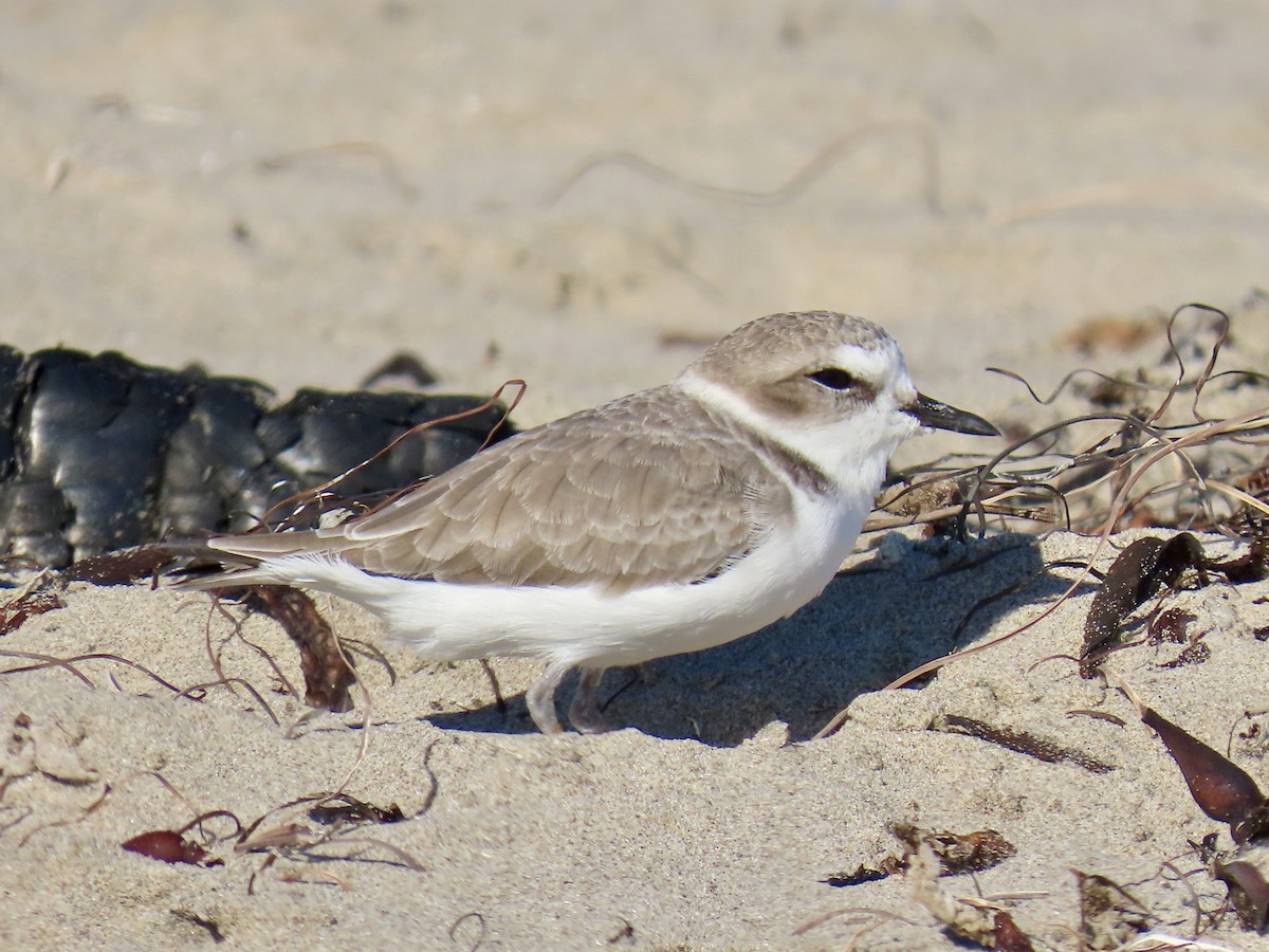 Snowy Plover - ML643738967