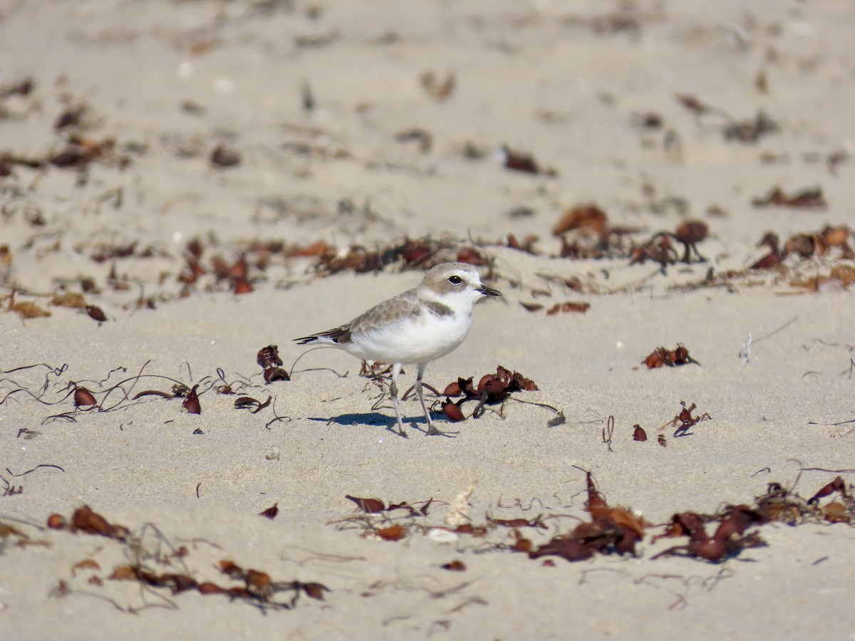Snowy Plover - ML643738968