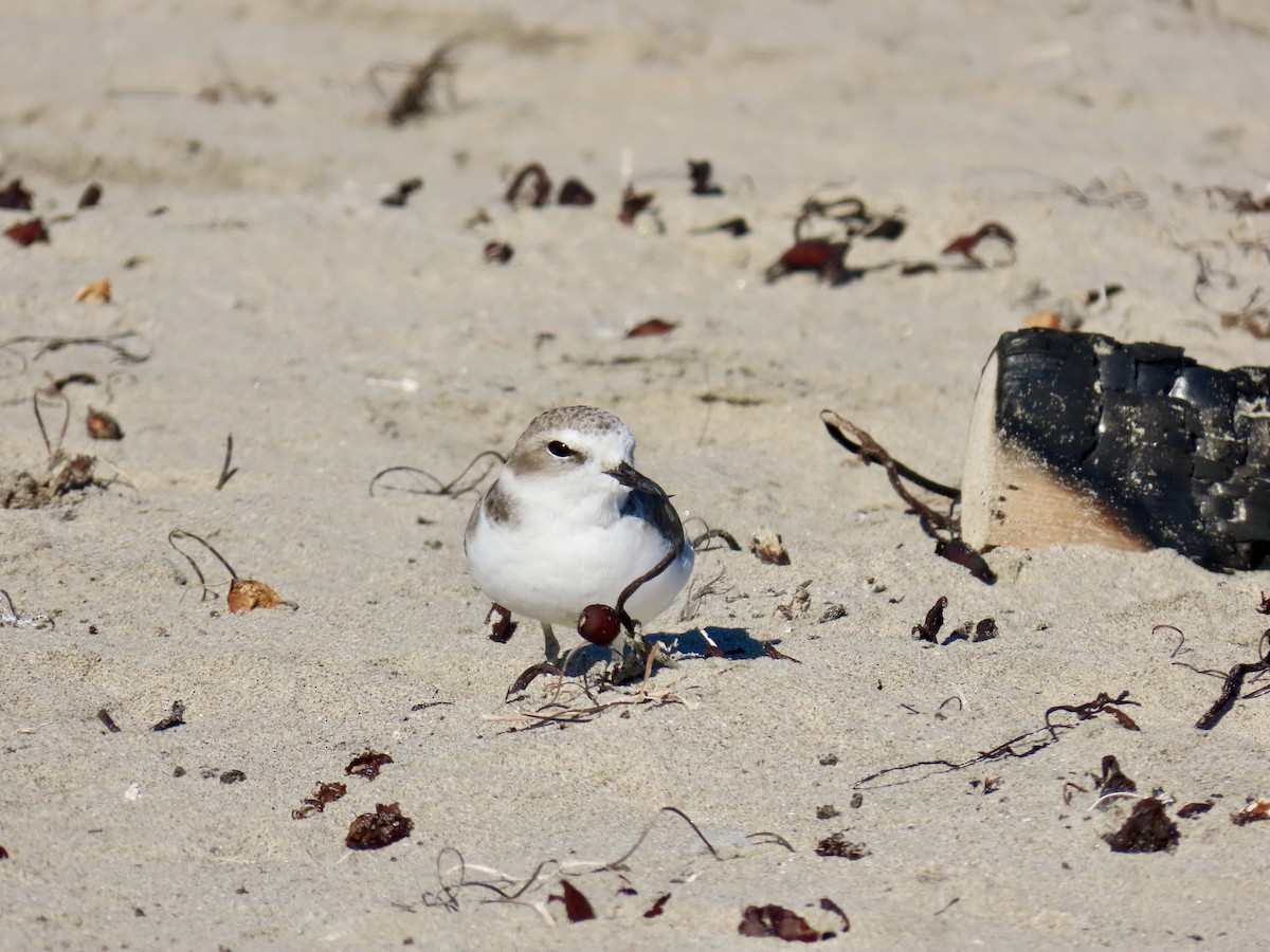 Snowy Plover - ML643738969