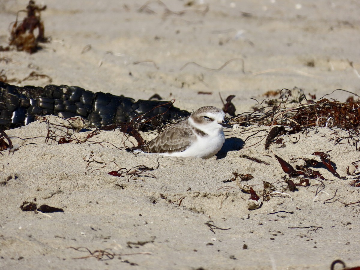 Snowy Plover - ML643738970