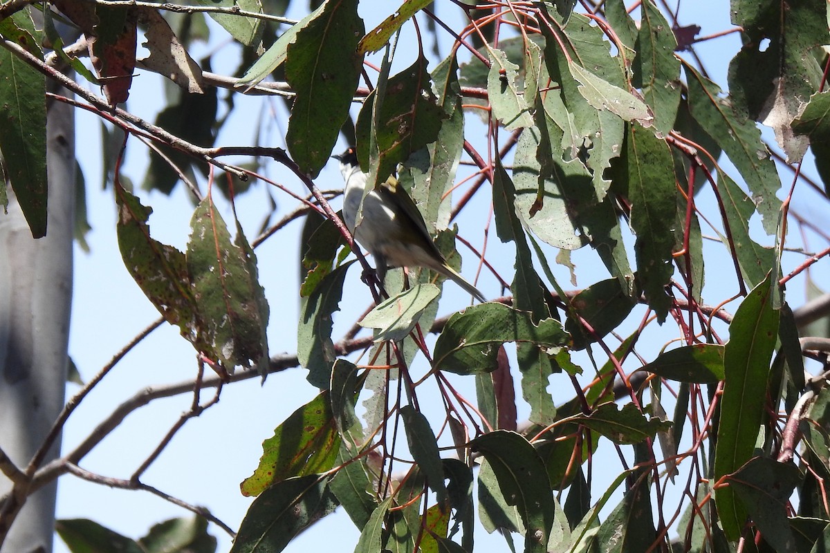 White-naped Honeyeater - ML643738973