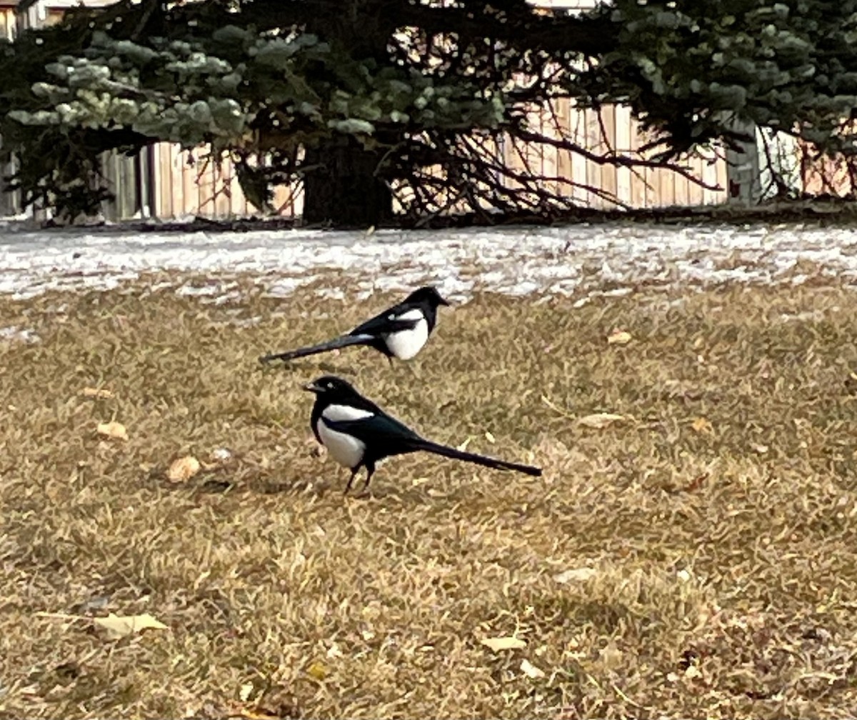 Black-billed Magpie - ML643738981